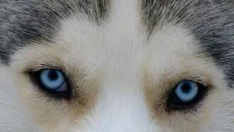 Meet Jonathan XV - The New Husky Pup 