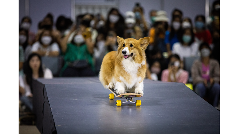 Bangkok Hosts Skateboarding Dog Competition