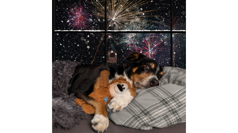 Dog looks out the window and watching the fireworks