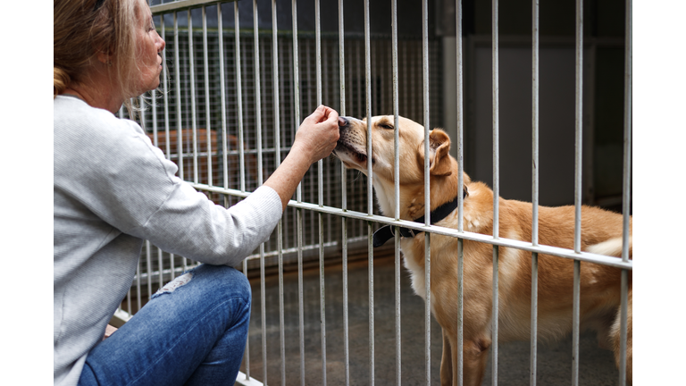 Friendship between people and dog in animal shelter