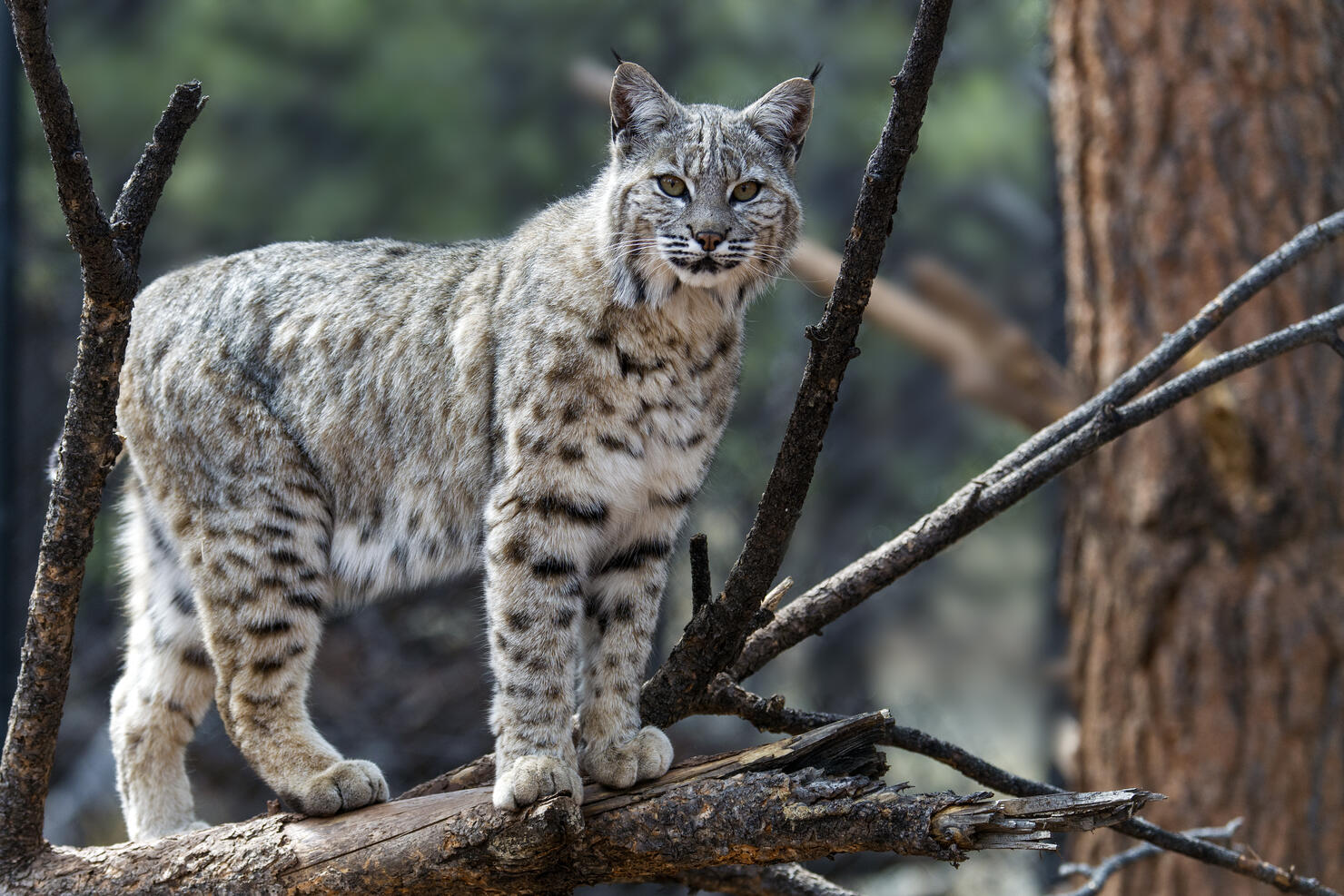 Bobcat Attacks Camper Sleeping In A Hammock iHeart