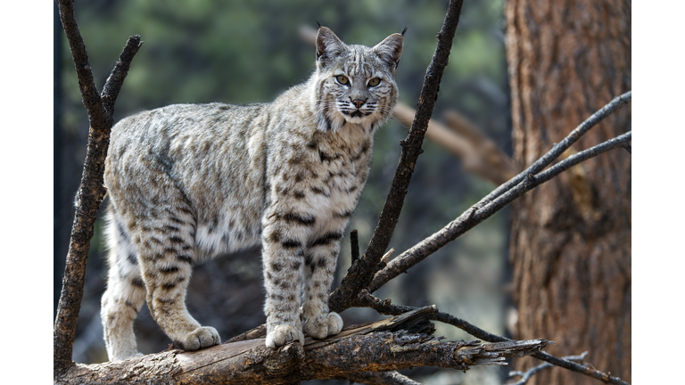 Bobcat