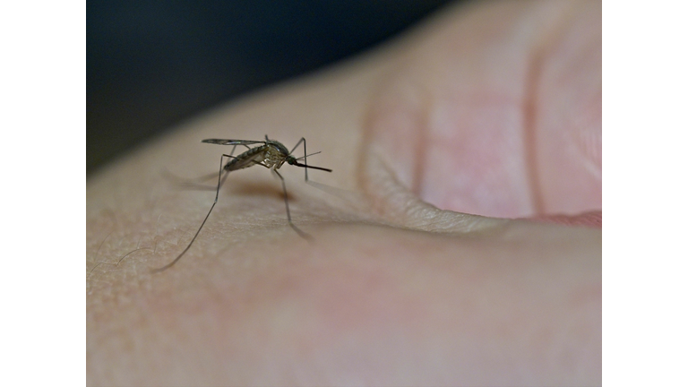 FRANCE-ANIMAL-INSECT-MOSQUITO