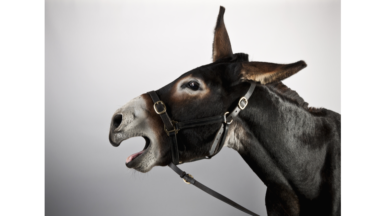 Mammoth Jack Donkey