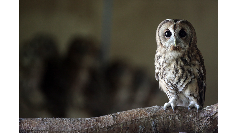 Rescued Baby Tawny Owls Prepare To Be Released