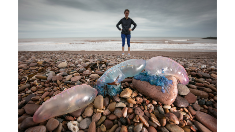 Storm Ophelia Washes Up Portuguese Man o' War Jellyfish On The Shore At Sidmouth