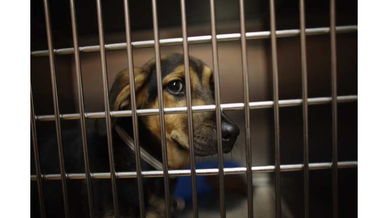 Animal Rescue Group Takes In Cats And Dogs Displaced From Oklahoma Tornadoes