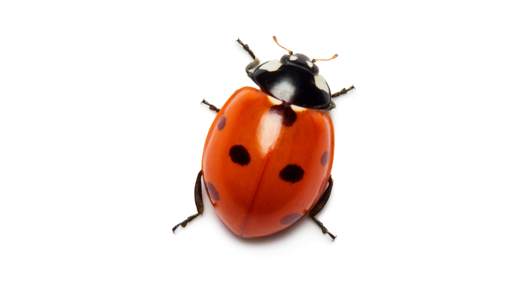 Ladybug