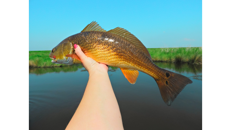 Louisiana Redfish