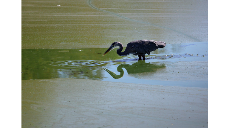 Cyanotoxin Outbreak Due To Dry, Hot Summer Threatens Water Supply In Clear Lake, California