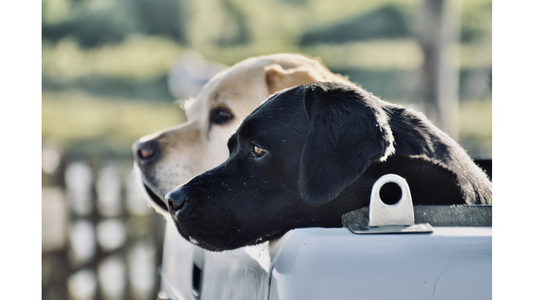 Waiting for their master and mistress.