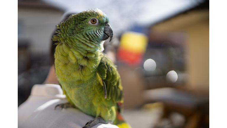 Parrot carried on the shoulder, outdoors, attached to the partner .