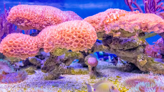 Extinction of Amphibians & Coral Reefs
