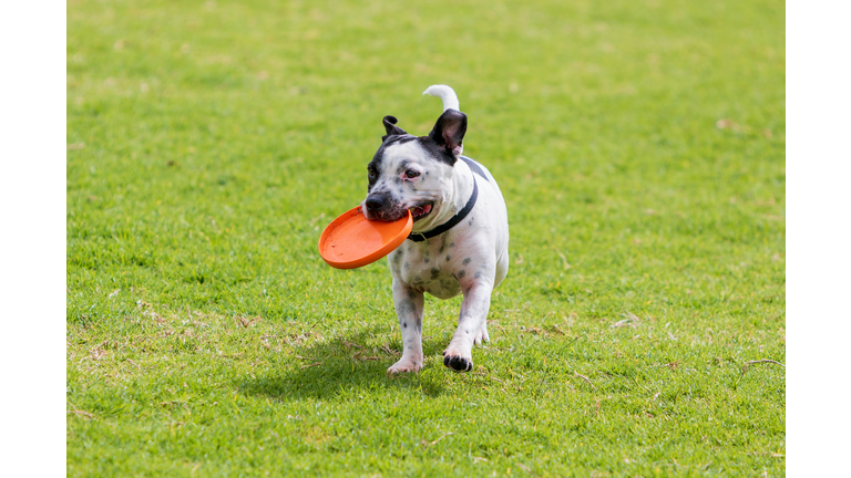 Bull Terrier dog fetching an orange frisbee at the dog park