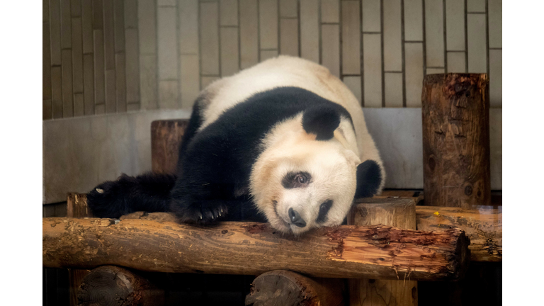 JAPAN-CHINA-ANIMAL-PANDA