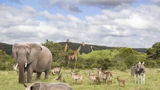 Species Extinction / Astrological Houses