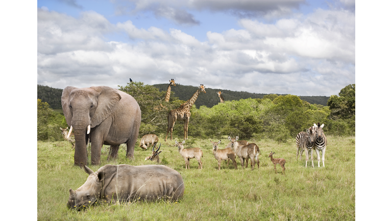 Animals in safari park
