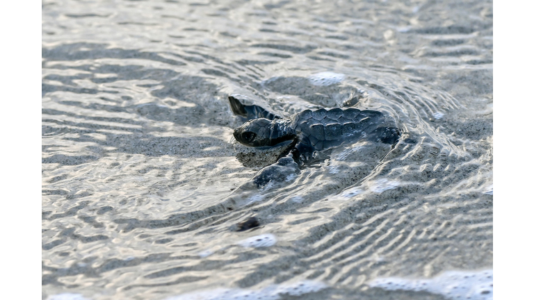 PANAMA-ENVIRONMENT-NATURE-LORA-TURTLE-RELEASE