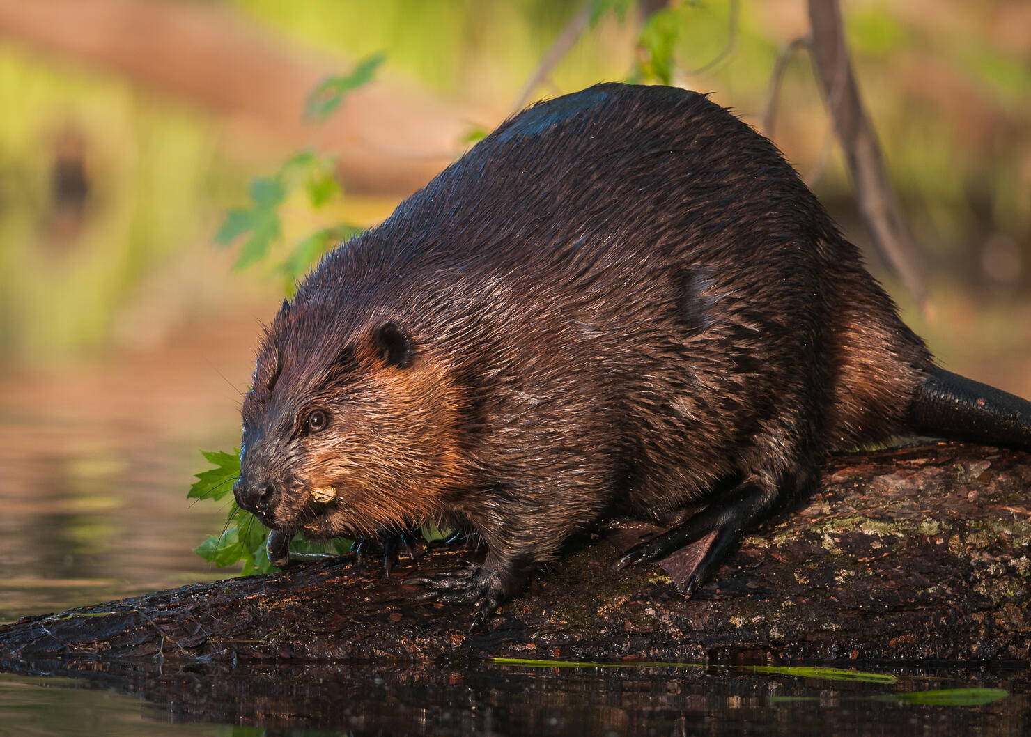 55-Pound Rabid Beaver Attacks Girl Swimming In Lake | iHeart