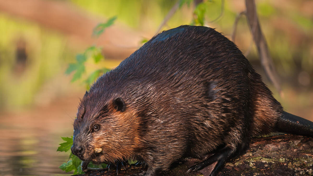 55-Pound Rabid Beaver Attacks Girl Swimming In Lake | Armstrong & Getty