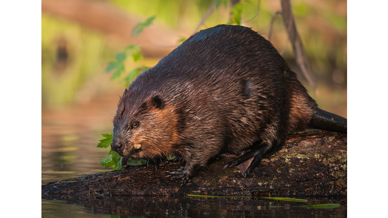 Beaver on log, Ottawa, Ontario, Canada