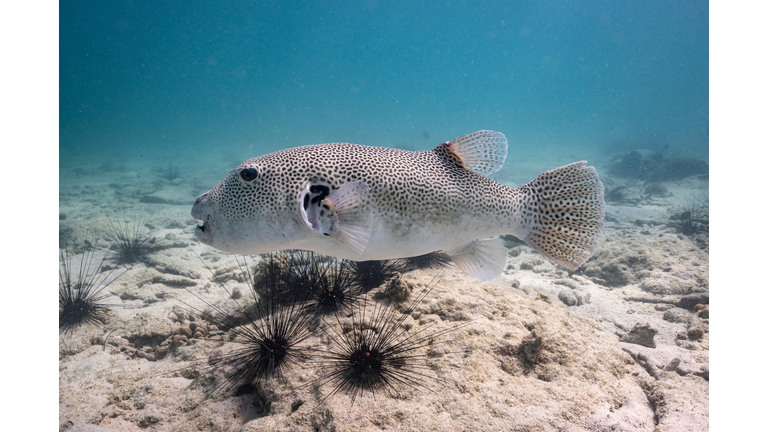 THAILAND-ENVIRONMENT-CORALS-DISEASE