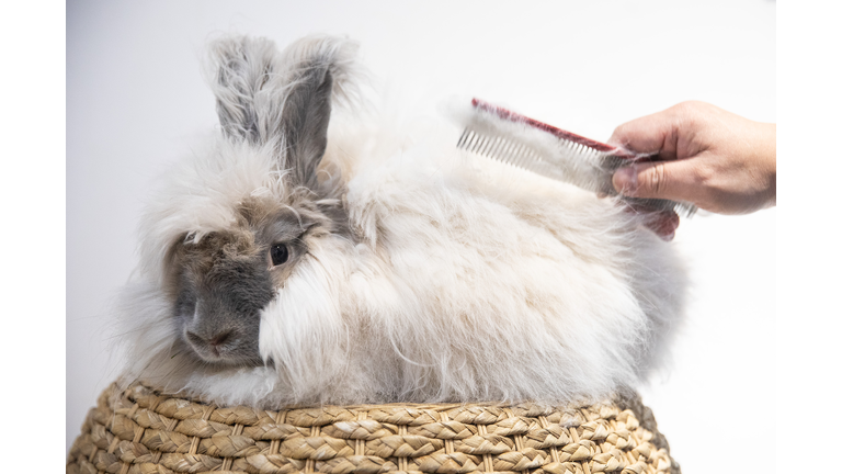 Pet Rabbits See Popularity Surge As China Celebrates Year Of The Rabbit