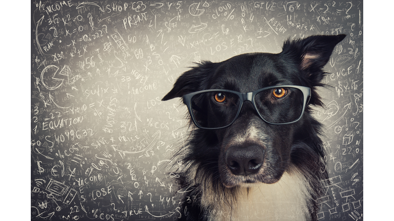 Close up portrait of thoughtful dog wearing glasses. Purebred Border Collie nerd over grey background solving hard mathematics calculation and equations. Back to school, animal intelligence concept.