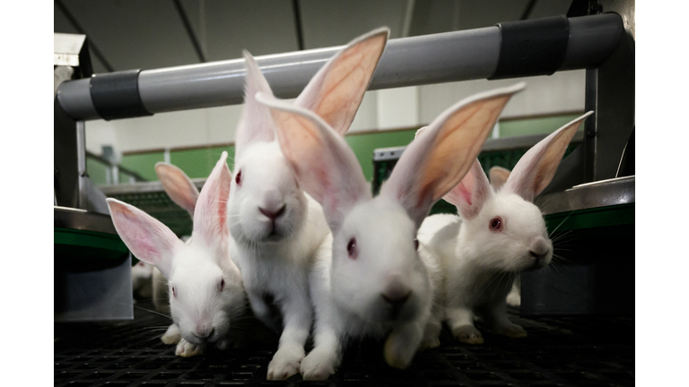 FRANCE-AGRICULTURE-BREEDING-RABBIT
