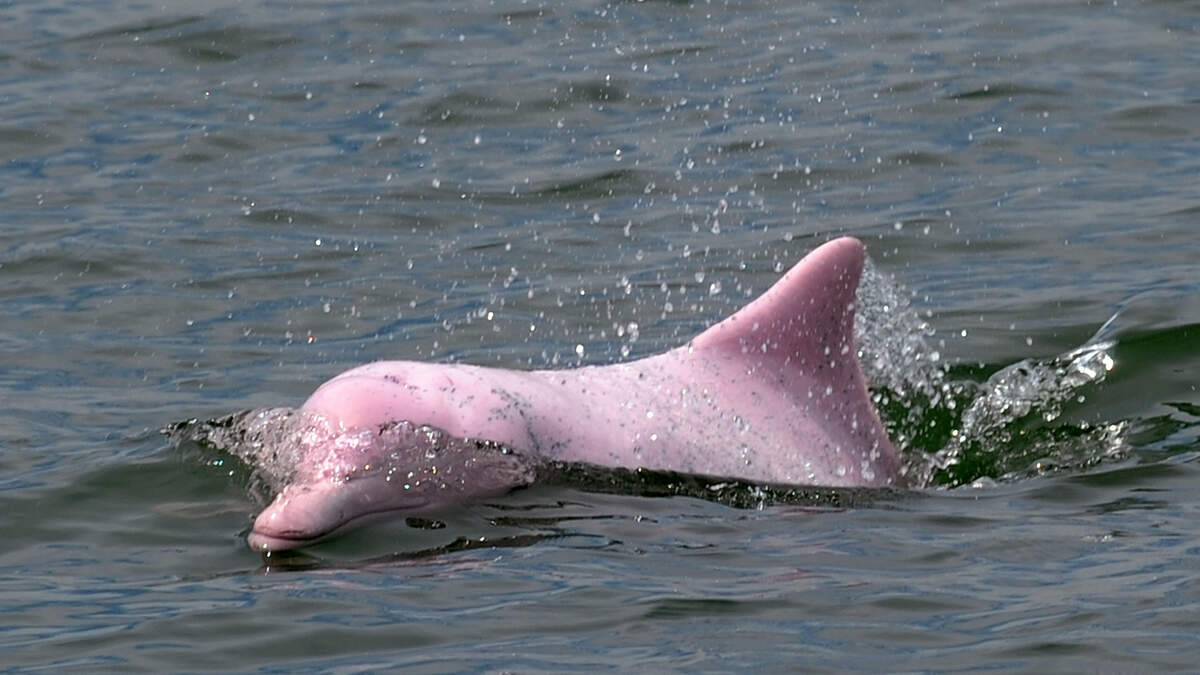 Rare Pink Dolphin Spotted in the Gulf of Mexico 103.7 WQOL Bob Hauer