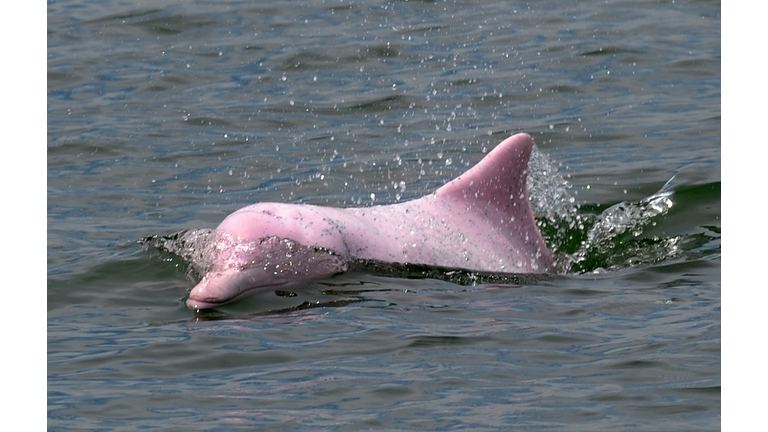 Rare Pink Dolphin Spotted in the Gulf of Mexico | NewsRadio WIOD