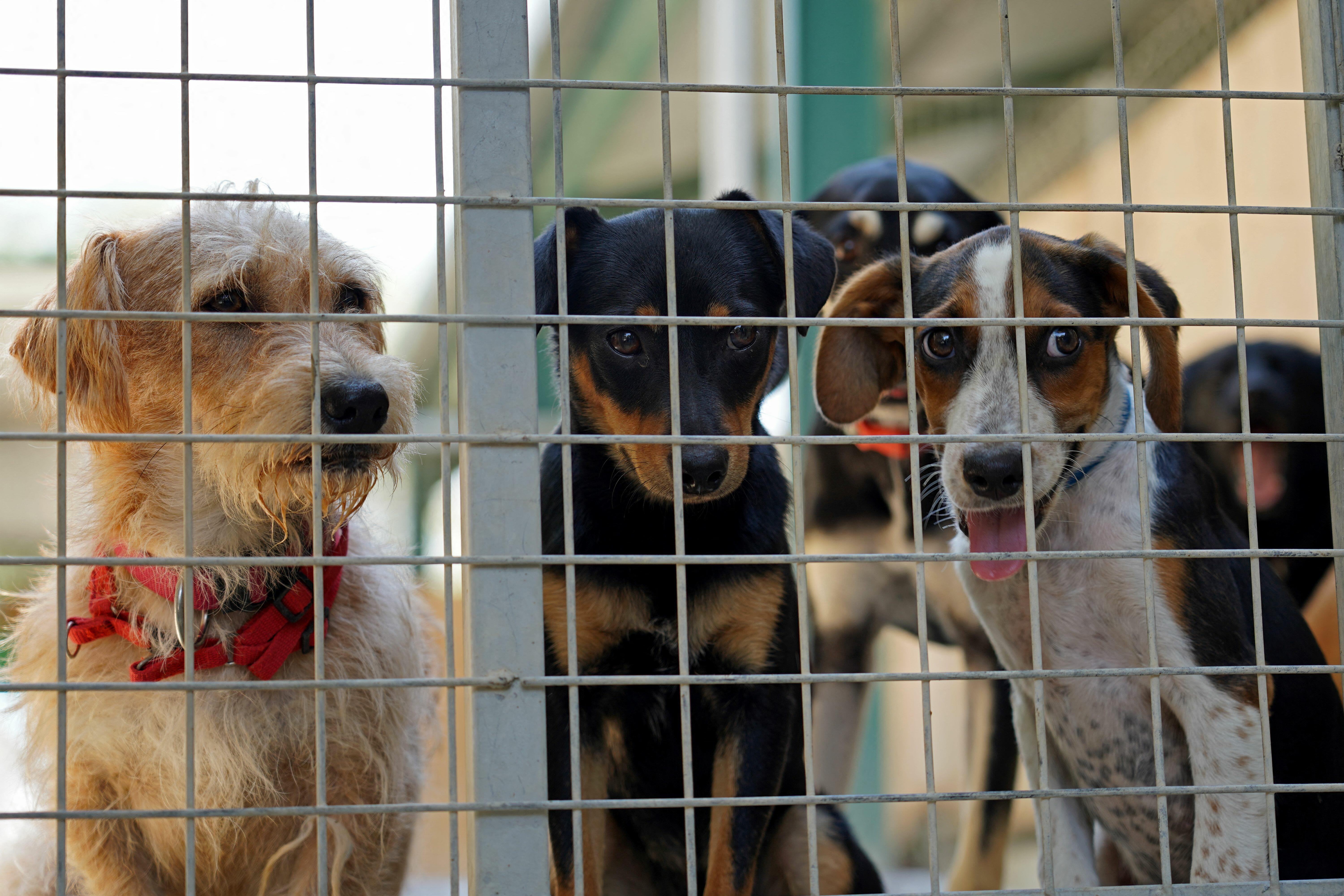 OC Animal Shelter Only Opens 5 Hours A Week | iHeart