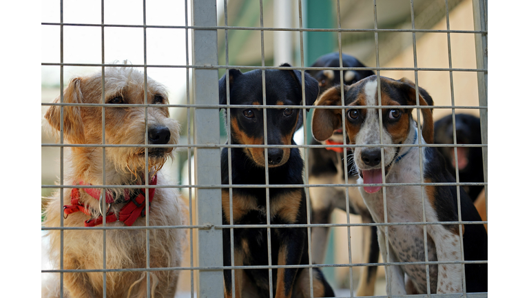 CYPRUS-ANIMAL-DOGS