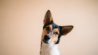 Dog Gets A Hold Of Baby's Pacifier 