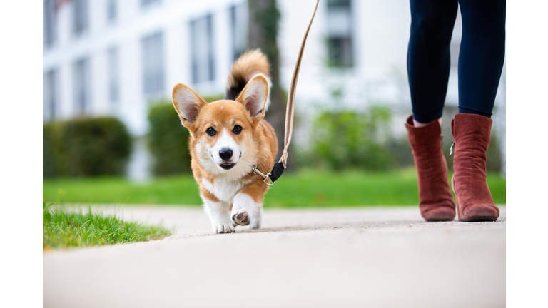 dog walking: corgi puppy on a leash from a woman