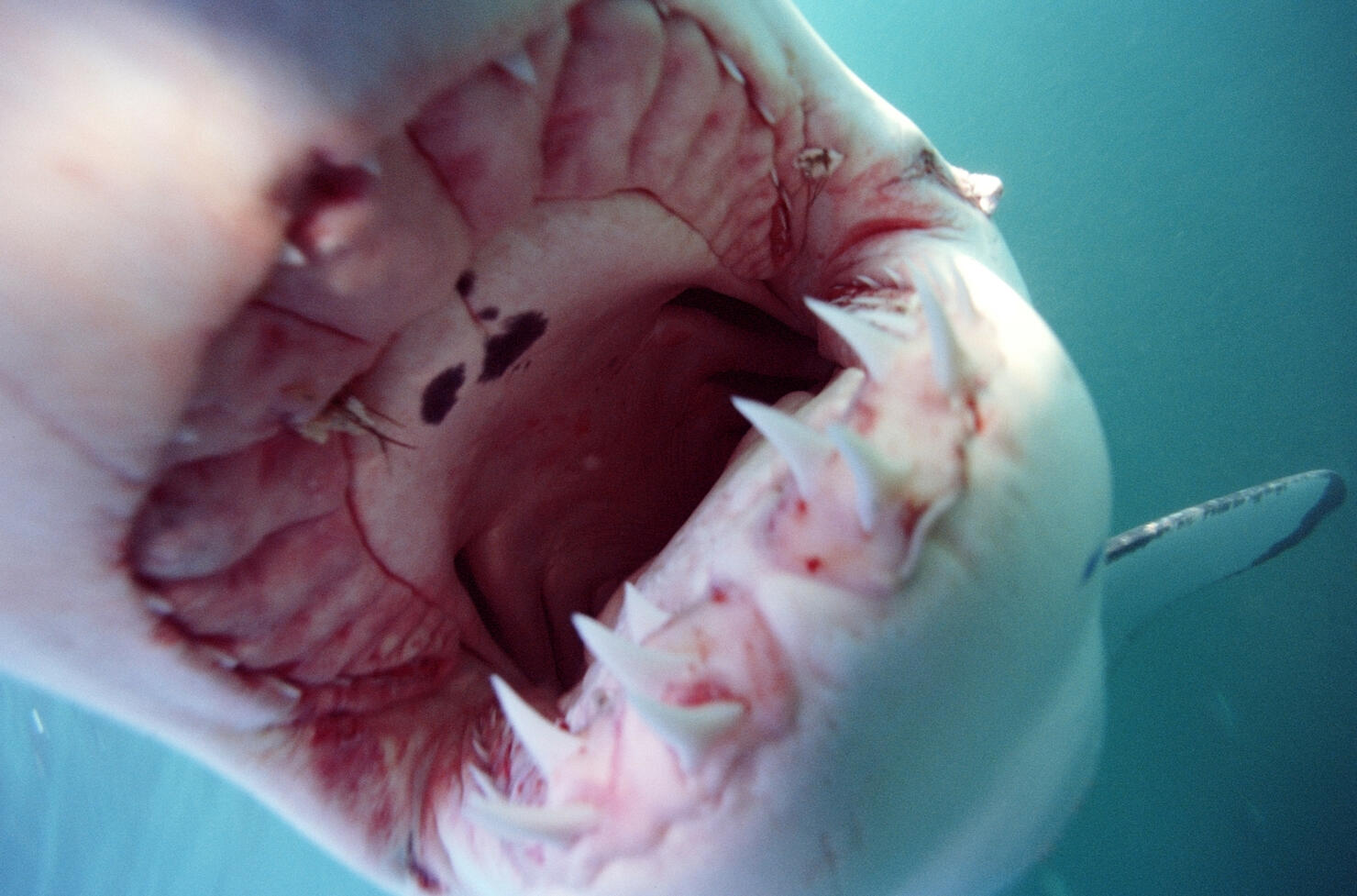 Great white shark (Carcharodon carcharias) with mouth open