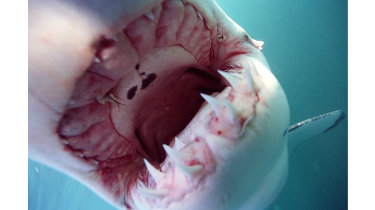 Great white shark (Carcharodon carcharias) with mouth open