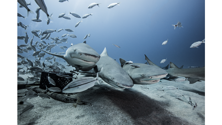 Lemon sharks and school of fish by sea floor