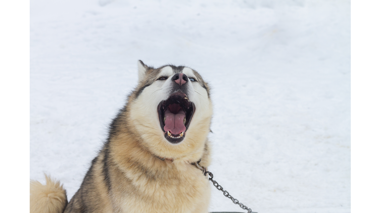 Husky dog yawns or barks, opened its mouth wide in winter