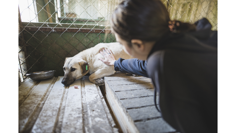 Young woman petting sad dog in the animal shelter