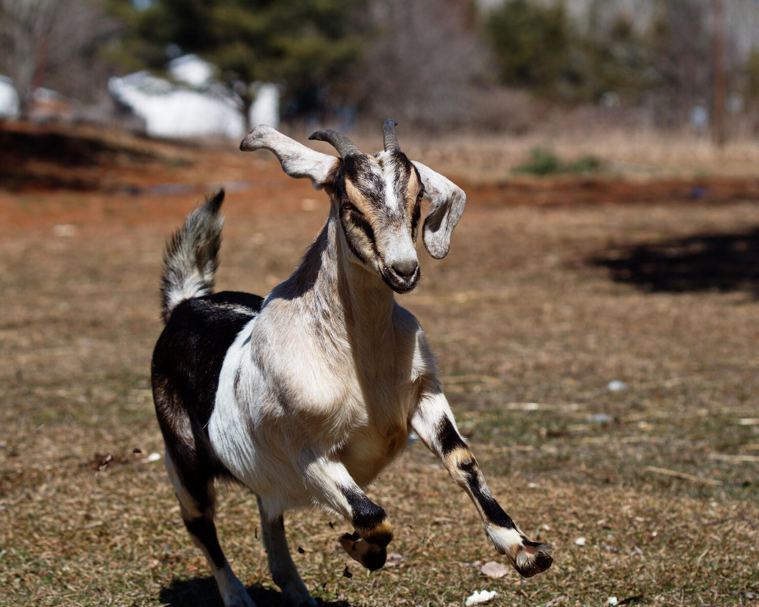 a black and white goat running on some grass and dirt