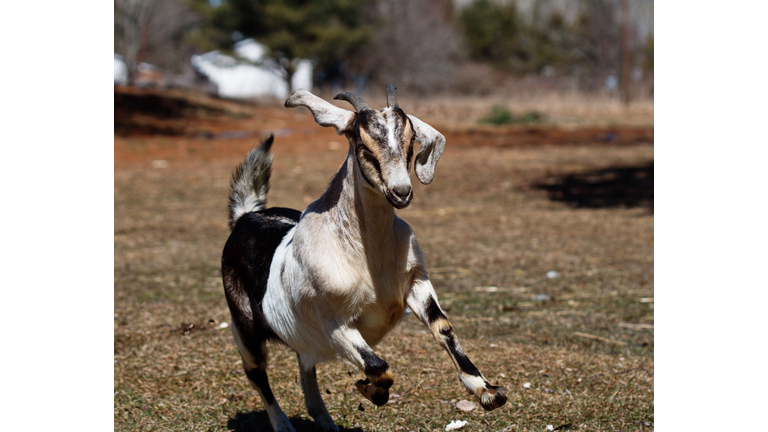 a black and white goat running on some grass and dirt