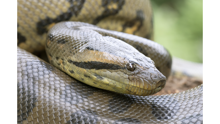 Close up of a large Green Anaconda snake