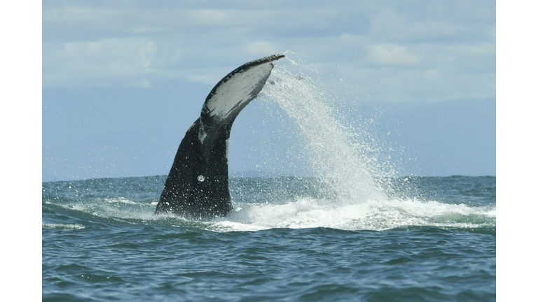 COLOMBIA-ANIMAL-WILDLIFE-HUMPBACK WHALE-FEATURE