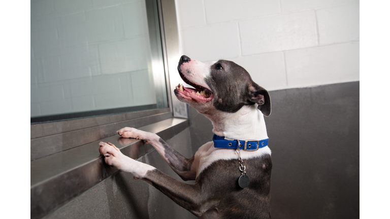 Battersea Dogs Home's Long Stay Dogs