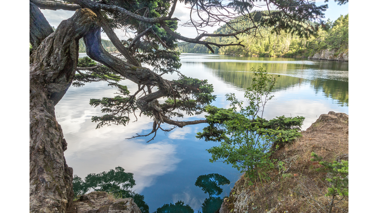 Tree reflection in Cascade lake, Orcas Island, Washington, USA