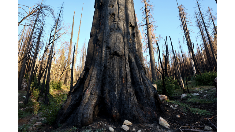 U.S. Forest Service Works To Protect Giant Sequoia Trees From Wildfires