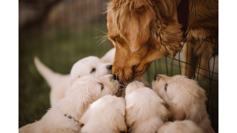 mother golden retriever sniffing her puppies