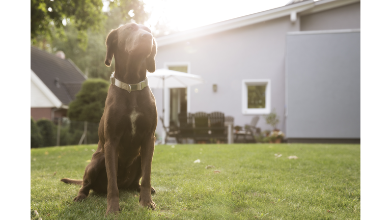 Germany, Eggersdorf, dog sitting on lawn in garden