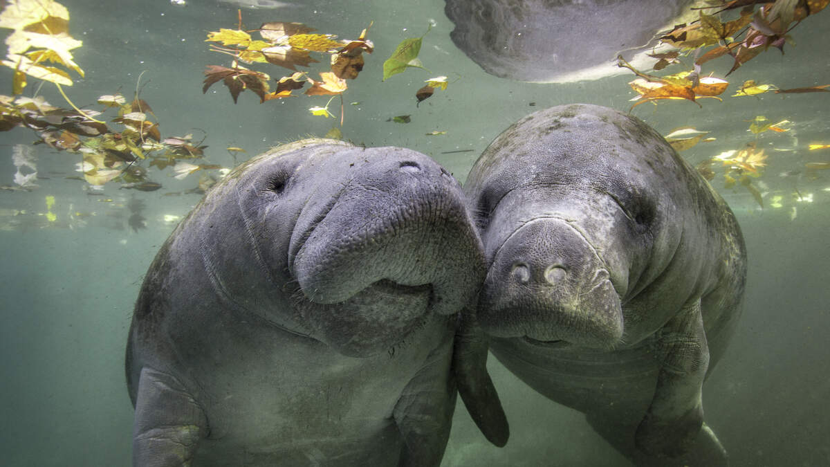 Manatees to be Relocated from Miami Seaquarium after 60 Years in Captivity